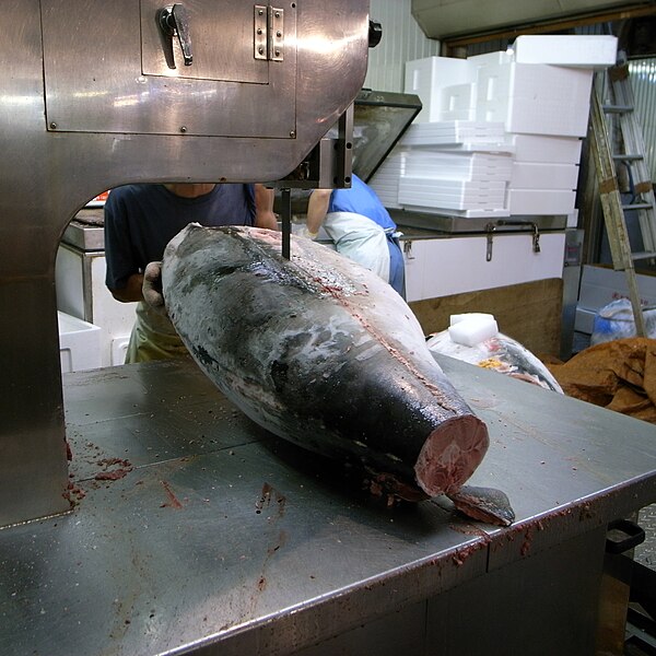 File:Sawing Tuna (2678119527).jpg