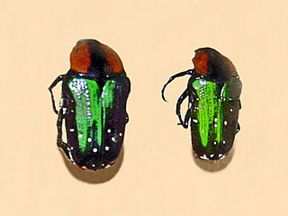 <i>Leucocelis</i> Genus of beetles