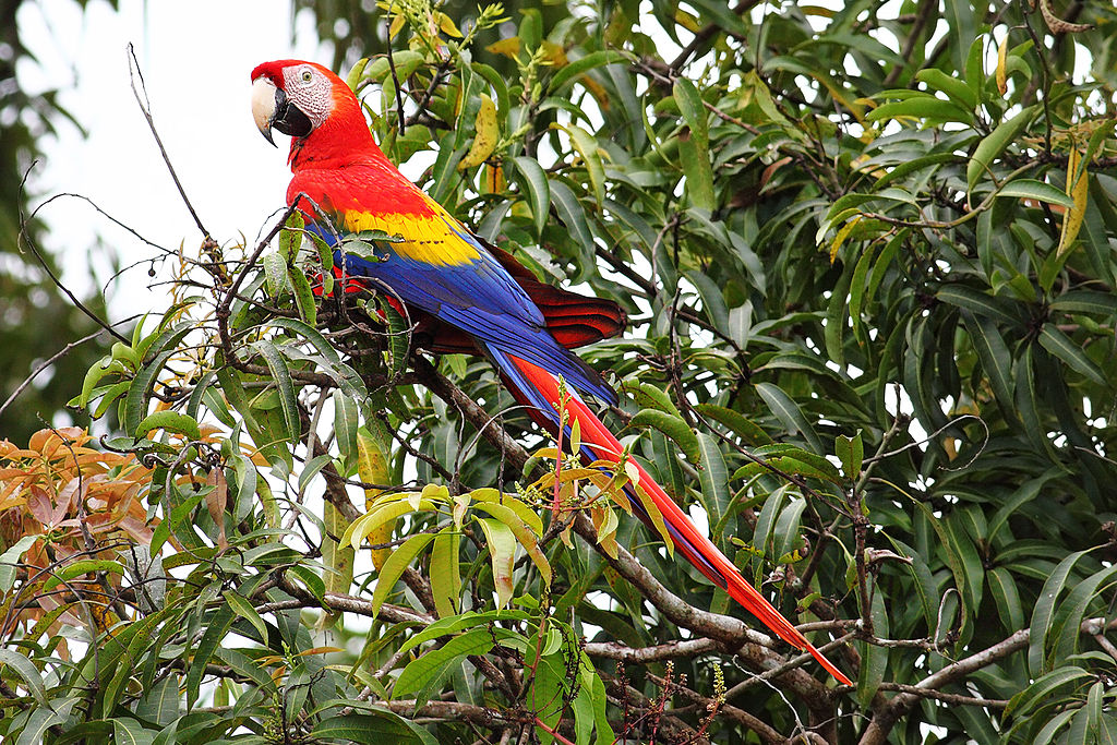 Scarlet-Macaw-cr.jpg