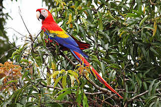 Scarlet macaw species of bird