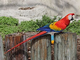 Scarlet Macaw RWD3.jpg