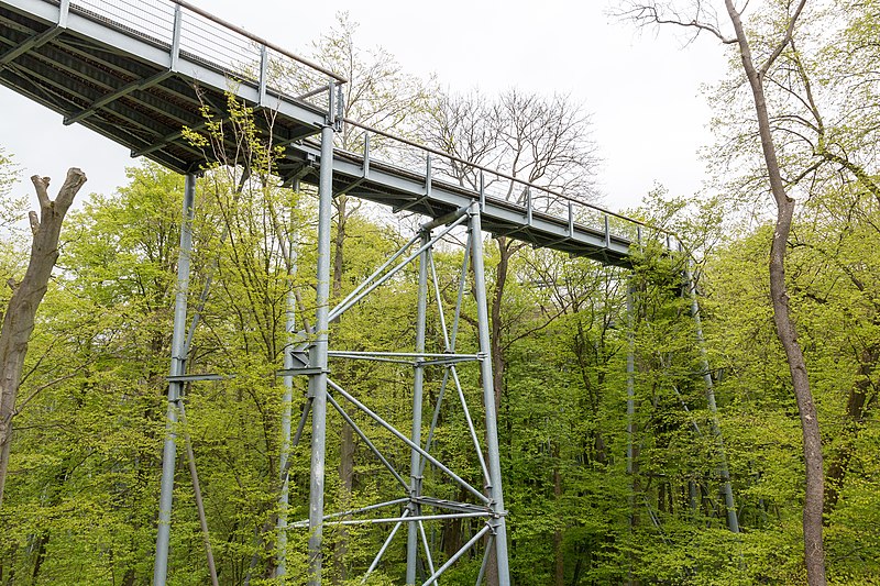 File:Schönstedt, Nationalpark Hainich, Baumkronenpfad -- 2017 -- 0191.jpg