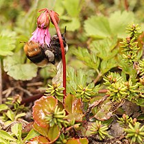 Shortia soldanelloides コイワカガミ