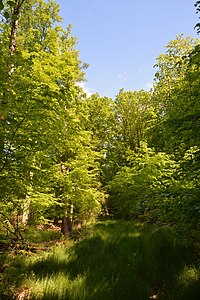 Schleswig-Holstein, Schwabstedt, Naturerlebnisraum NIK 6748.jpg