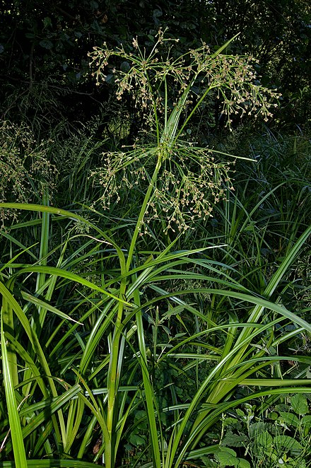 Камыш лесной. Scirpus radicans. Камыш Лесной,семейство Осоковые,. Камыш Лесной соцветие.