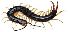 Scolopendra japonica aozumukade Da Ban Fu Sheng Ju Shan Chan .jpg