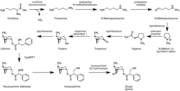 Scopolamine biosynthesis.svg