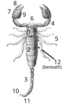 Scorpion anatomy (dorsal view of Cheloctonus jonesii):
1 = Cephalothorax or Prosoma;
2 = Preabdomen or Mesosoma;
3 = Tail or Metasoma;
4 = Claws or Pedipalps;
5 = Legs;
6 = Mouth parts or Chelicerae;
7 = Pincers or Chelae;
8 = Moveable claw or Tarsus;
9 = Fixed claw or Manus;
10 = Stinger or Aculeus;
11 = Telson (anus in previous joint);
12 = Opening of book lungs Scorpion anatomy.svg