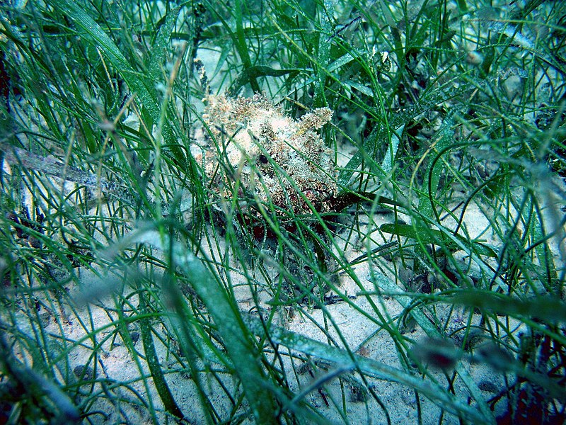 File:Scorpionfish In Seagrass (29904628858).jpg