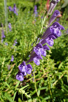 Baikal skullcap (Scutellaria baicalensis)