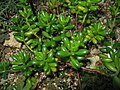 Sedum rubrotinctum (Messico)