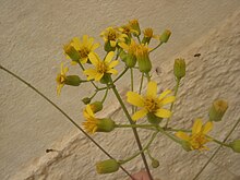 Yellow flowers Senecio crassissimus (Inflorescence).jpg