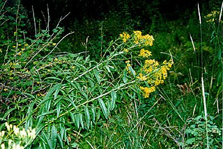 <i>Senecio serra</i> Species of flowering plant