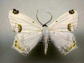 Sericoptera mahometaria en montaje