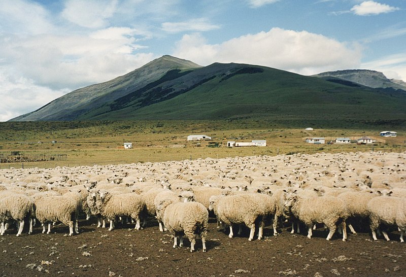 File:Sheep, Torres del Paine.jpg