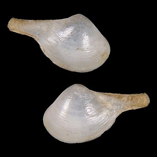 <i>Cuspidaria vicdani</i> Species of bivalve