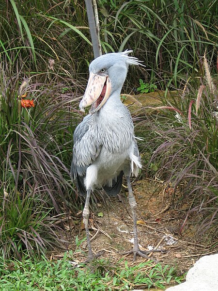 450px-Shoebill%2C_Balaeniceps_rex_2%2C_JBP%2C_Nov_06.JPG