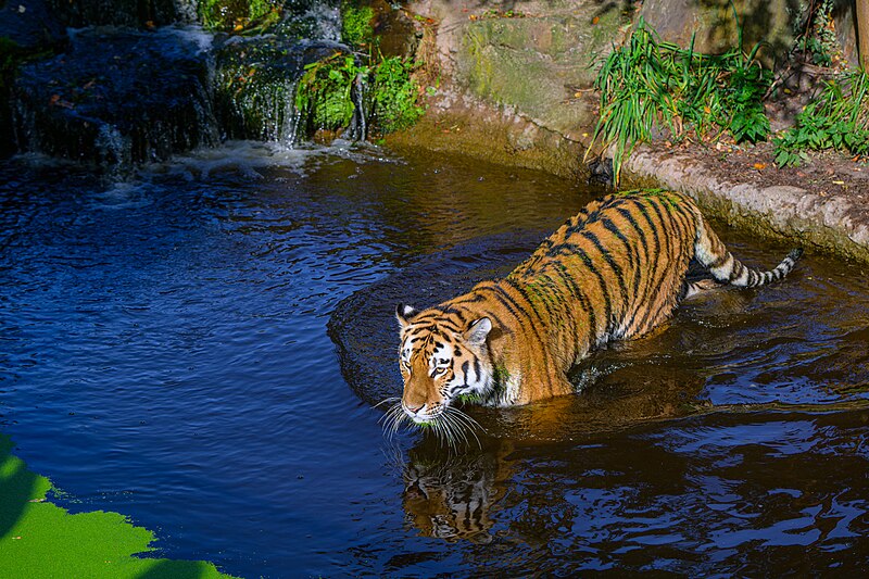 File:Siberian Tiger - 53312157550.jpg