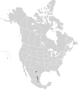 Forêts orientales de chênes et de pins de la Sierra Madre map.svg