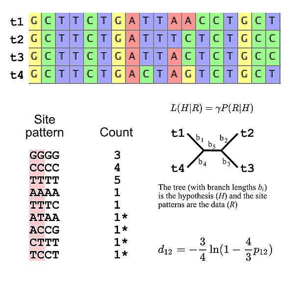 Multiple sequence alignment (in this case DNA sequences) and illustrations of the use of substitution models to make evolutionary inferences. The data