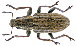 <i>Sitona lineatus</i> Species of beetle