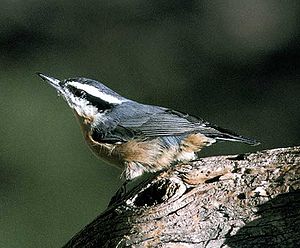 Canada Kleber (Sitta canadensis)