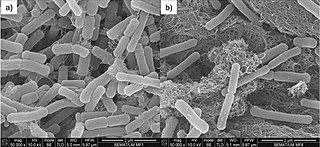 <i>Methanobacterium</i> Genus of archaea