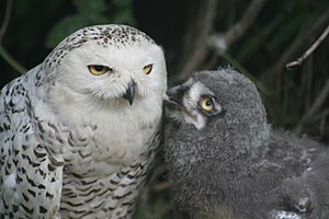 Snowy Owl