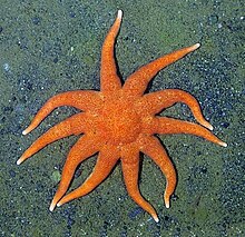 Solaster paxillatus is a predator of Asterias amurensis in Japan Solaster paxillatus - 01.jpg