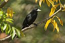 aves De Argentina