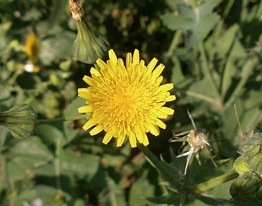 Sonchus oleraceus Inflorescence