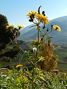 Sonchus tenerrimus