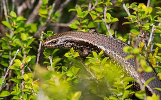 <i>Oligosoma notosaurus</i> Species of lizard