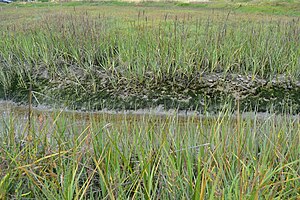 Spartina foliosa.jpg