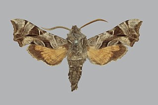 <i>Sphingonaepiopsis kuldjaensis</i> Species of moth