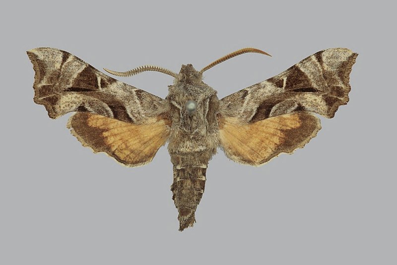 File:Sphingonaepiopsis kuldjaensis BMNHE272577 male up.jpg
