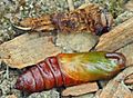 Esfinge ligustri pupating2.jpg