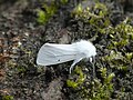 Spilosoma urticae