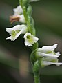 Spiranthes torta