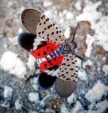 Spotted lanternfly displaying underwing