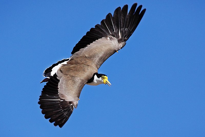 File:Spur-Winged-Plover-2i.jpg