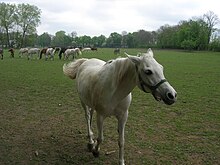 Polish Arabian horses from the Janow Podlaski Stud Farm Stadnina koni w Janowie Podlaskim a.jpg