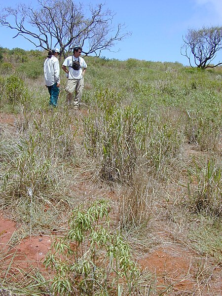 File:Starr 030429-0045 Myoporum sandwicense.jpg