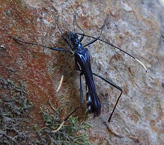 <i>Stenorhopalus</i> Genus of beetles