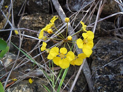 Stigmaphyllon diversifolium