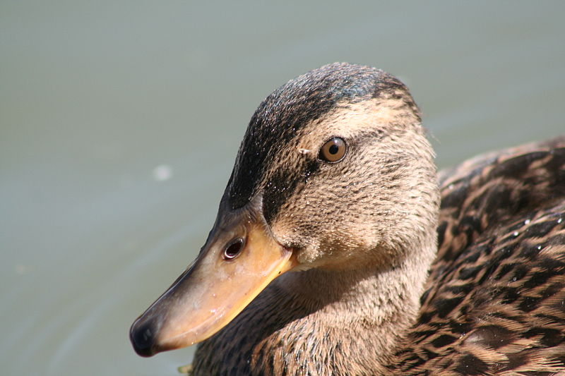 File:Stockente Kopf.JPG