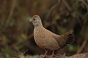 Stone Partridge.jpg