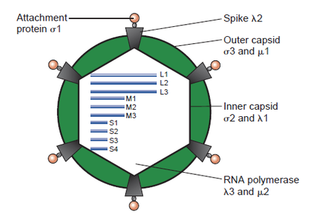 Fail:Structure_of_the_reovirus_virion.png