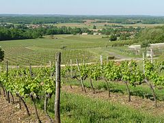 Vignes de Saint-Sornin (Charente), au flanc et pied occidental du Massif de l'Arbre.