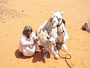 Kamele mit Hüter vor den Pyramiden von Meroe